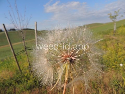 salsify, western